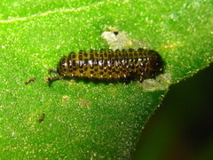 Galerucella grisescens