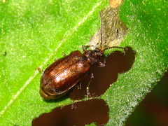 Galerucella grisescens