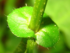 Persicaria thunbergii