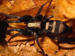 Sernokorba pallidipatellis