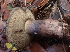 Tylopilus brunneus