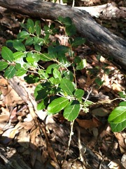 Solanum shirleyanum