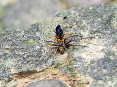 Leptodialepis bipartitus