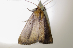 Scolecocampinae