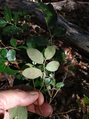 Solanum shirleyanum