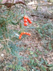 Alyxia ruscifolia ruscifolia