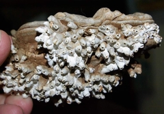 Agathomyia wankowiczii