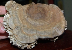 Agathomyia wankowiczii