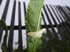 Idaea pallidata