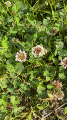 Trifolium repens