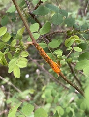 Phragmidium mucronatum