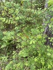 Phragmidium mucronatum