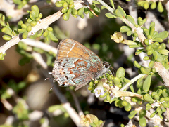 Callophrys loki