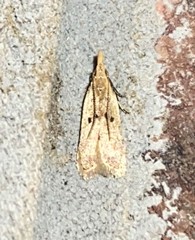 Dichomeris punctipennella