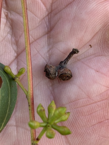 Eucalyptus macarthurii, photograph 3