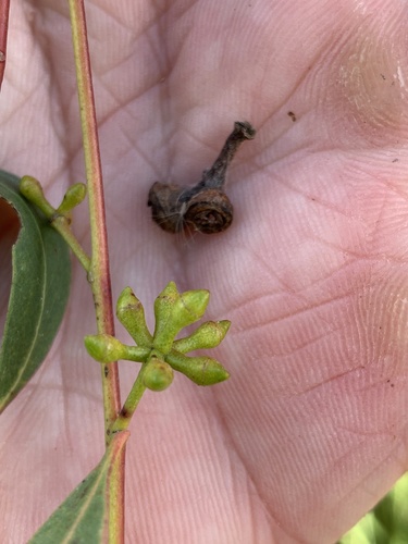 Eucalyptus macarthurii, photograph 4