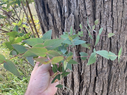Eucalyptus macarthurii, photograph 5