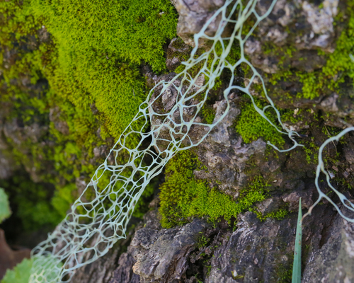 iNaturalist observation photo of lace lichen
