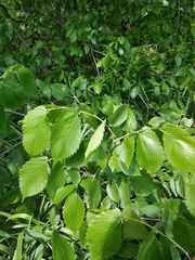 Ulmus laevis