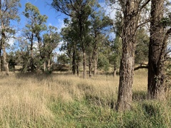 Eucalyptus macarthurii, photograph (c) Lukas Clews, some rights reserved (CC BY)