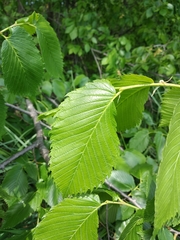 Ulmus laevis