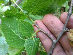 Ulmus laevis