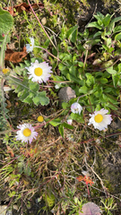 Bellis perennis
