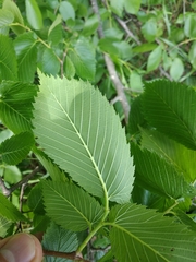 Ulmus laevis