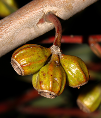 Eucalyptus captiosa