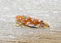 Erythroneura rubra