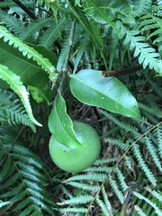Melodinus cochinchinensis