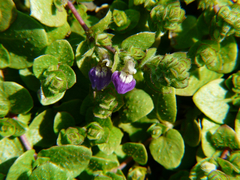 Hygrophila serpyllum