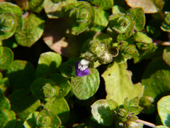 Hygrophila serpyllum