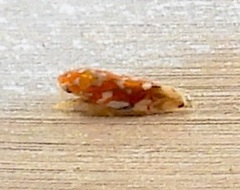 Erythroneura rubra