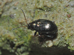 Chaetocnema concinna