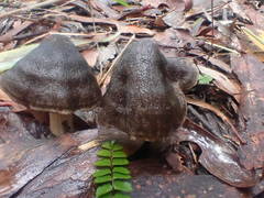 Entoloma conferendum