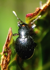 Otiorhynchus atroapterus