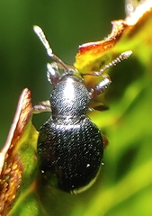 Otiorhynchus atroapterus