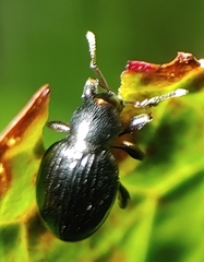 Otiorhynchus atroapterus