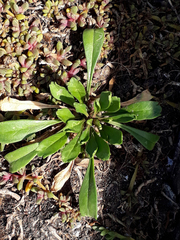 Lepidium oligodontum