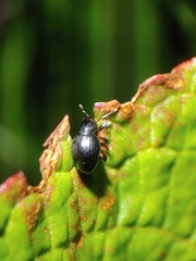 Otiorhynchus atroapterus
