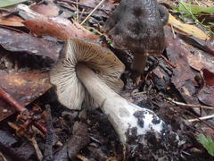 Entoloma conferendum