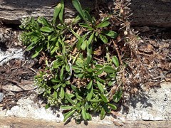 Lepidium oligodontum