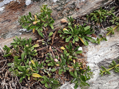 Lepidium oligodontum