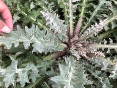 Cirsium douglasii