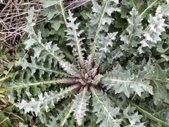 Cirsium douglasii