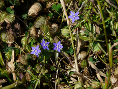 Hydrolea zeylanica