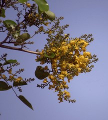 Pterocarpus santalinus