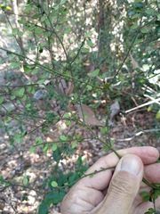 Everistia vacciniifolia