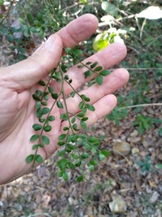 Everistia vacciniifolia